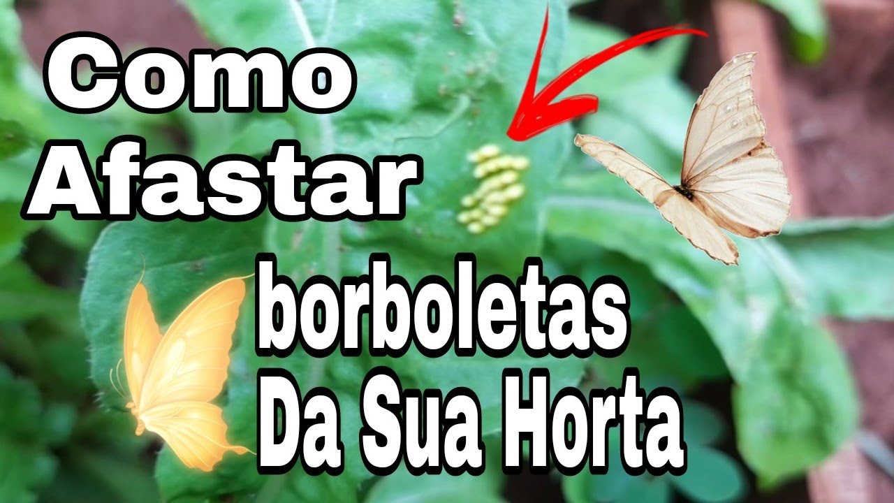 Borboletas na Horta/Bonitinhas Mas Perigosas🦋/Como Afasta-las de Uma Vez Por Todas🐛