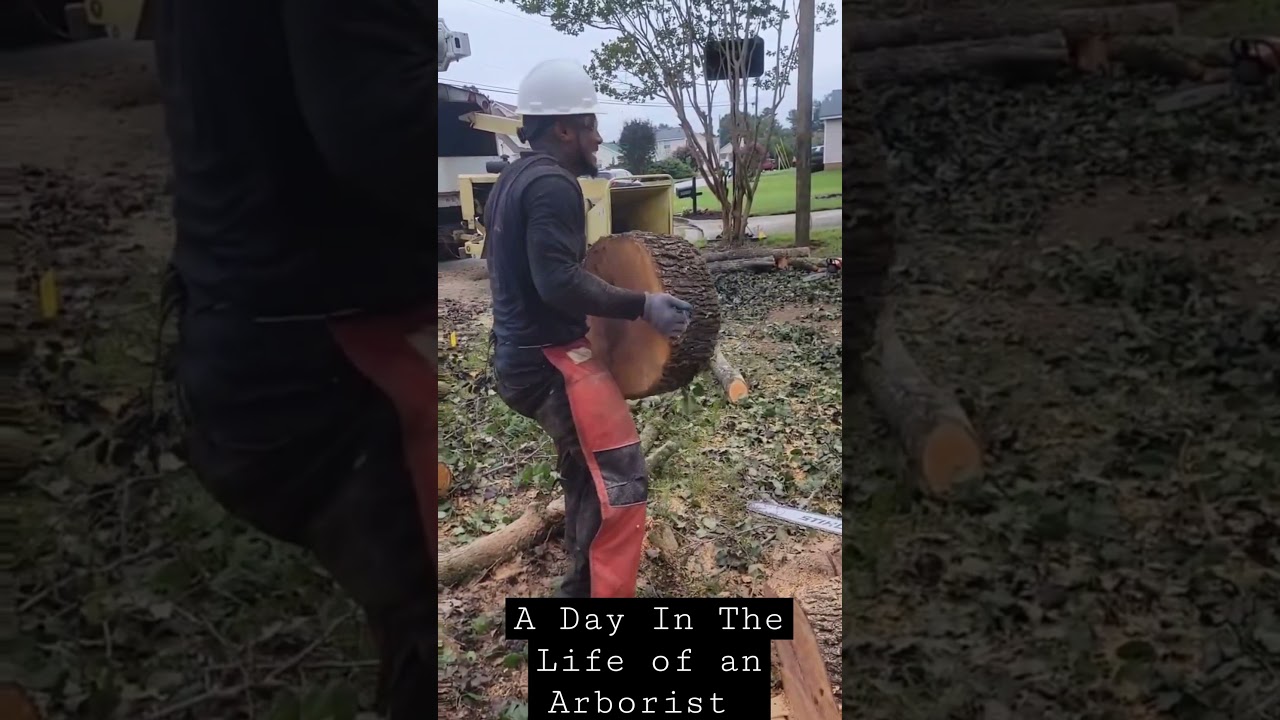 A Day in the Life of an Arborist A.K.A Tree Cutter 🌳