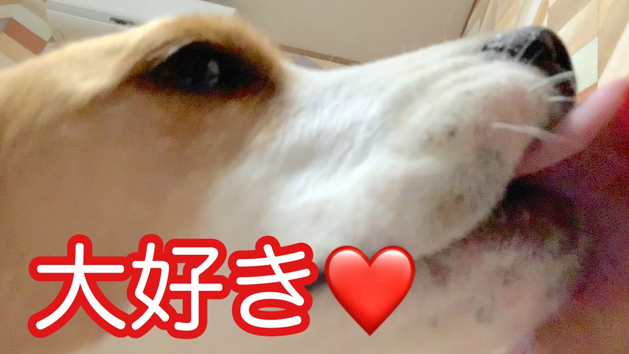 【ビーグル犬さつき】犬を飼うとこうなる！愛情を素直に示してくれます。