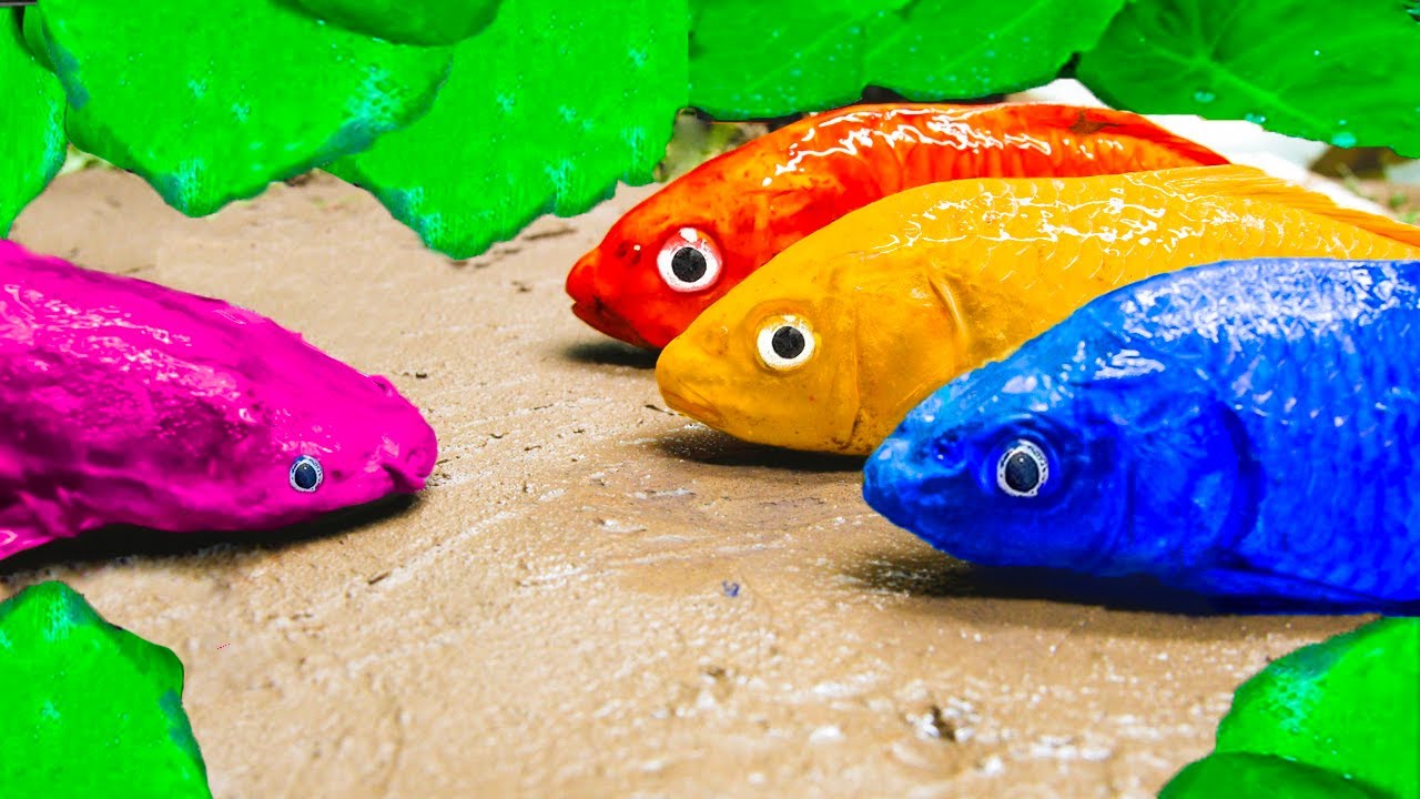 Stop Motion ASMR Catfish Hunting Colorful Koi Fish In Mud Primitive | Kowo Cooking
