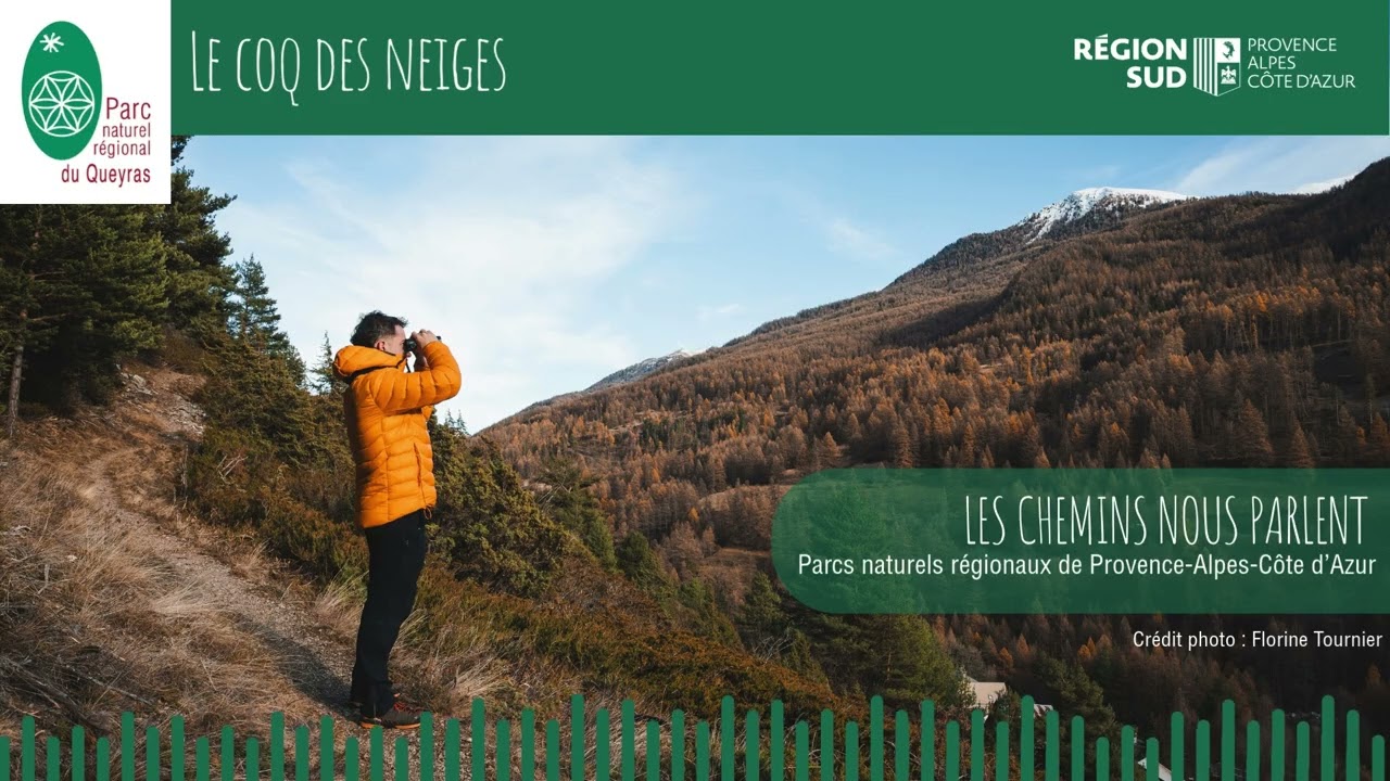 Le coq des neiges du Queyras