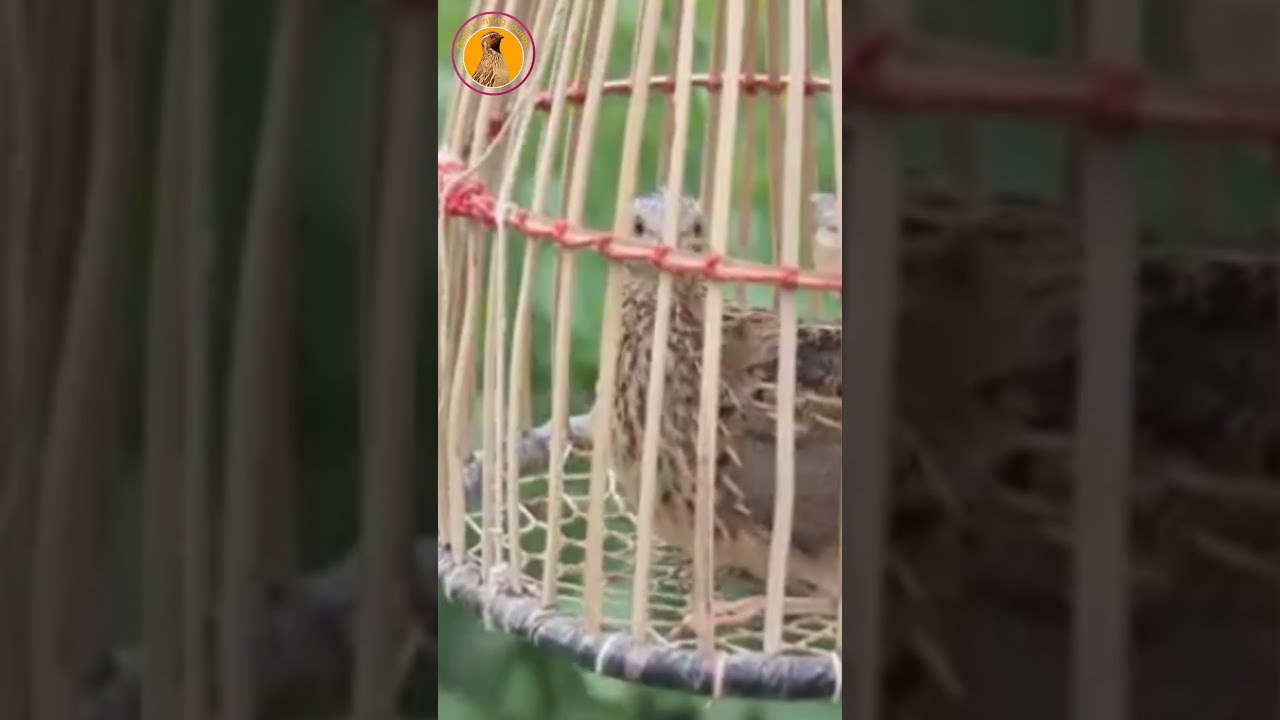 Madi Kirak | #batair #batairmasala #batairkiawaz #quail