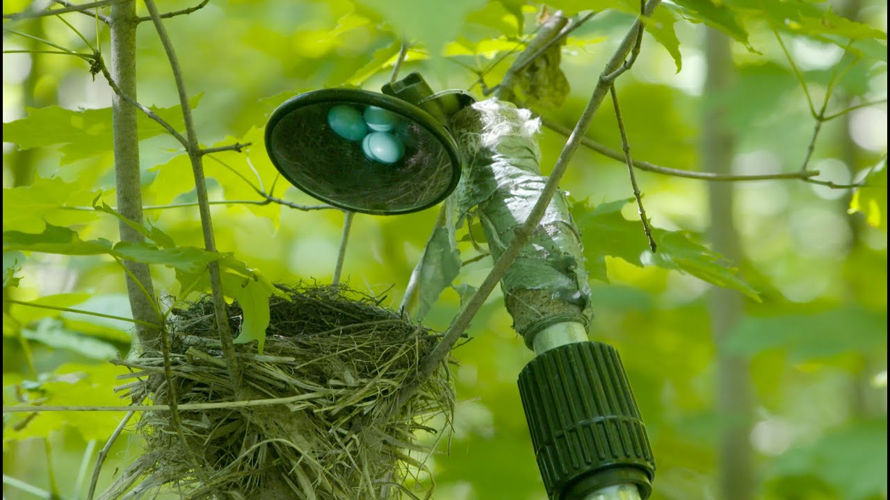 The Mysterious Case of the Dissappearing Wood Thrush