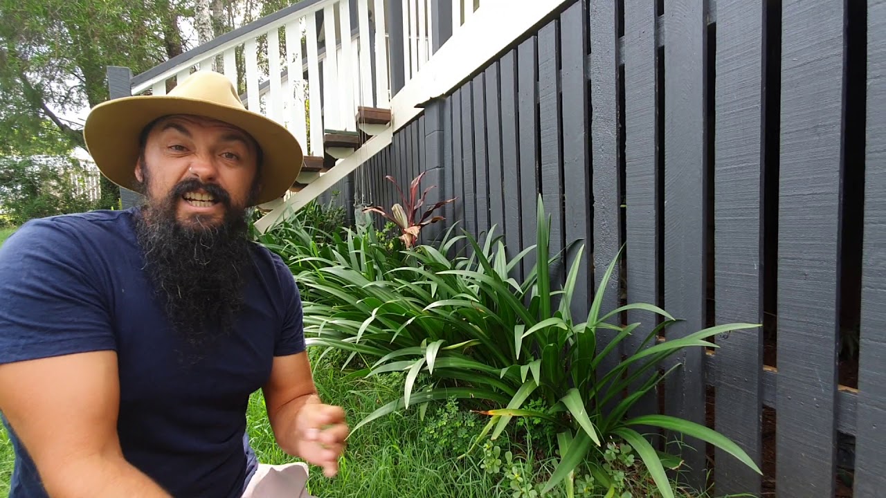 Australian Bushfood Profile: Purslane