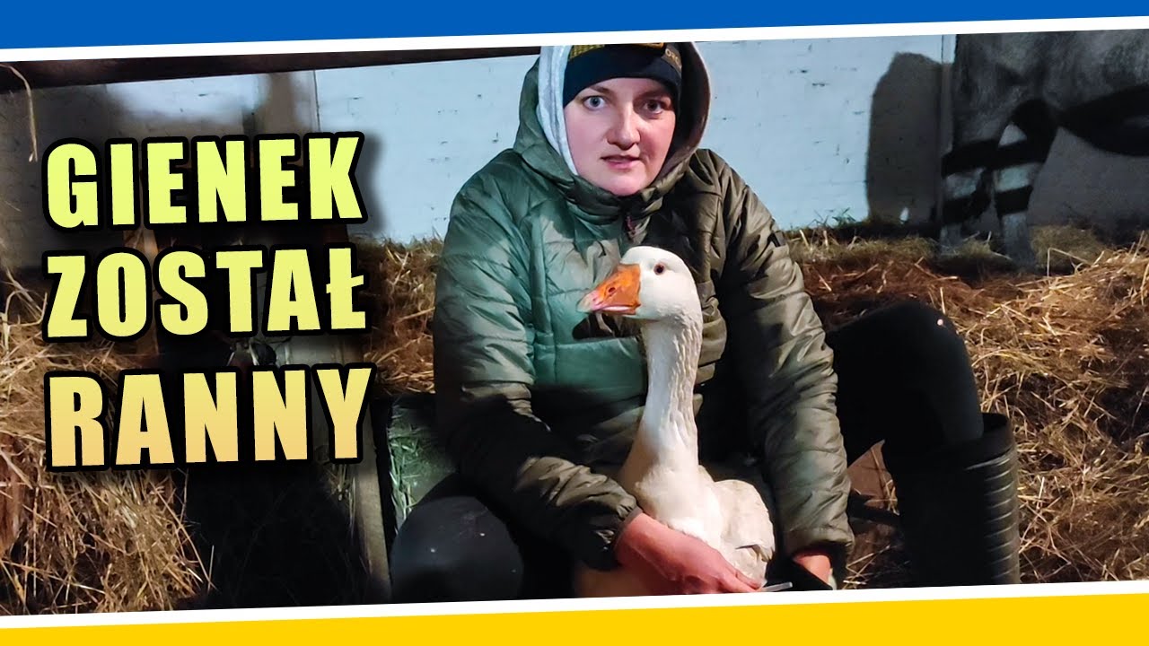 Gienek został ranny