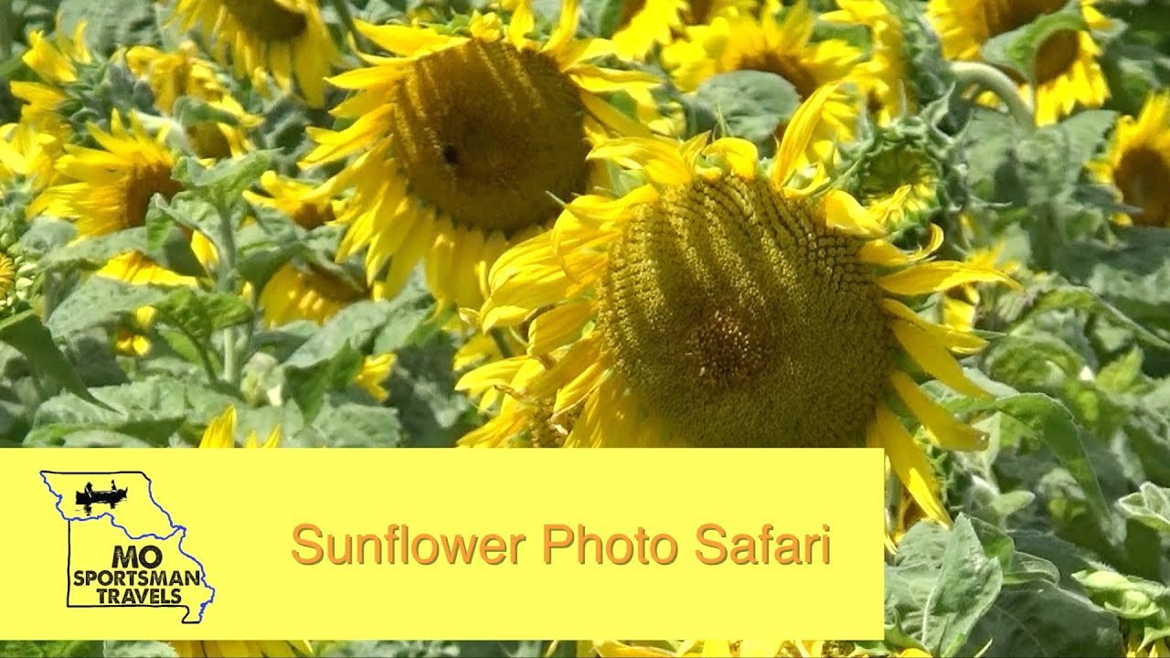 Photo Safari To Sunflower Field | Atlanta Conservation Area