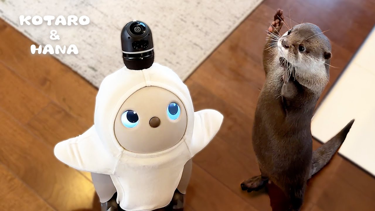 Выдры впервые встречаются с искусственно интеллектуальными роботами.