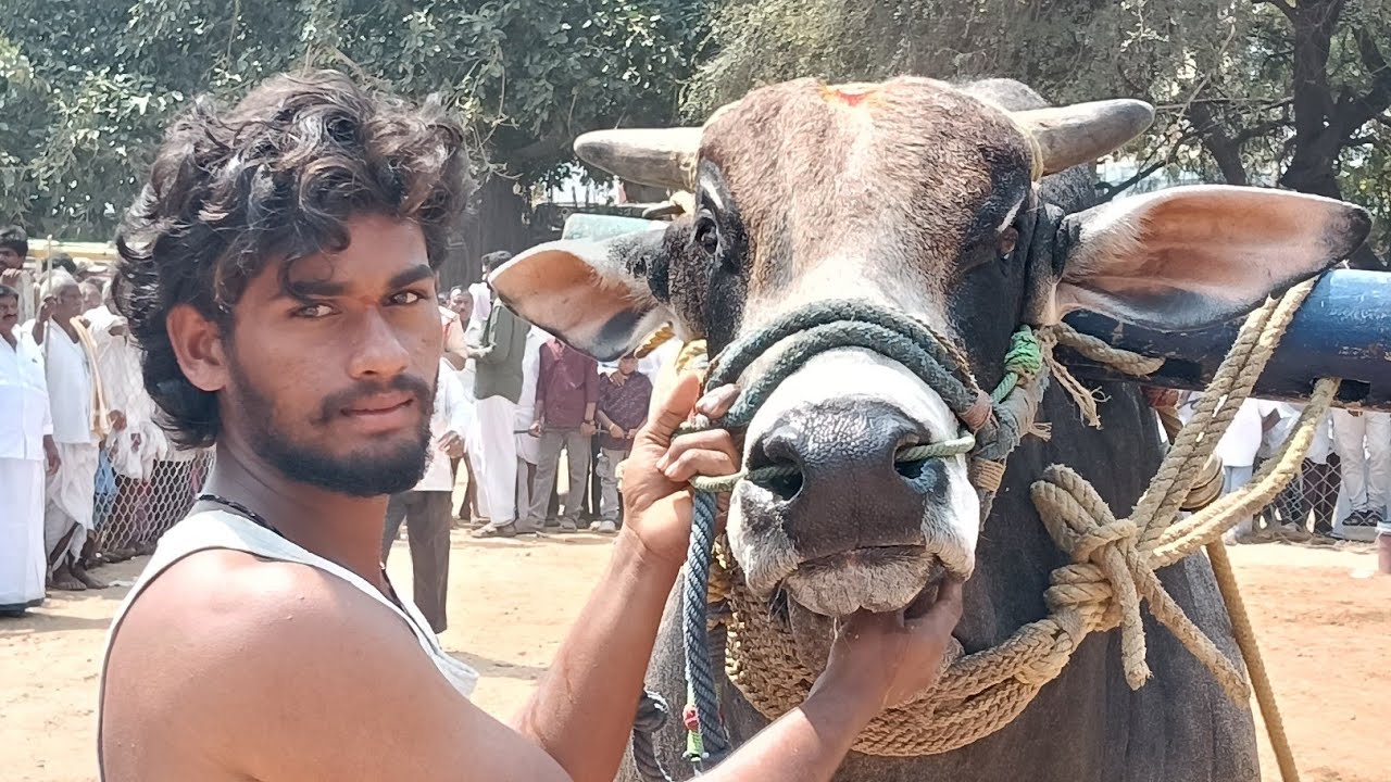 🚩15/2/26అనిమెల ఓల్డ్ కేటగిరి 6జత పుత్త భీమారెడ్డి గారు పెద్దపుత్త గ్రామం 1782.2 fts