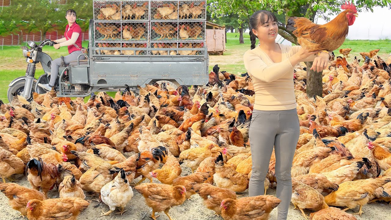 Use 3-Wheeled Truck Harvesting Chickens At The Farm - Transport Many Chicken Go To Market Sell