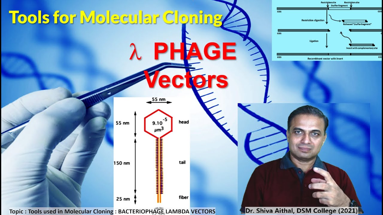 Lecture 05 Tools for Molecular Cloning  PHAGE VECTORS