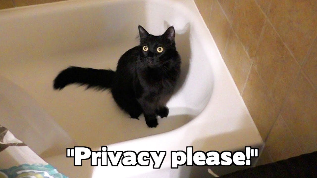 Cats Rule the House! - Moving Pt 2