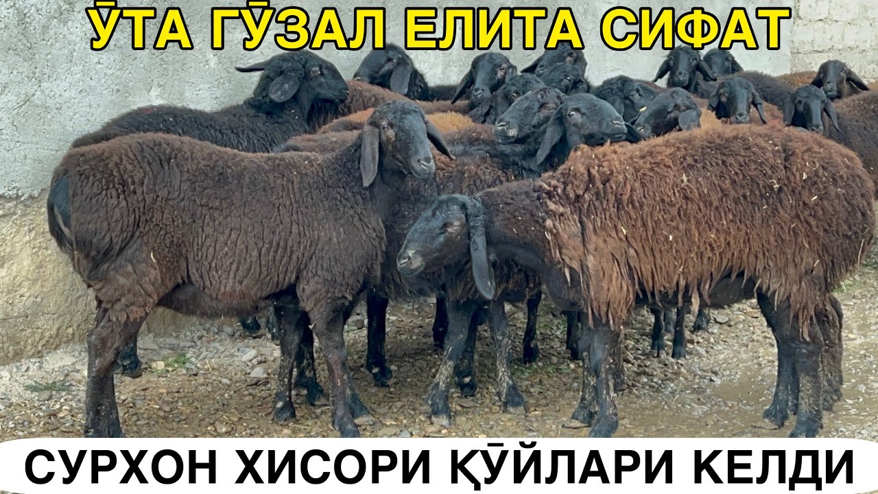 СИМЖУН СУРХОН ҚӮЙЛАРИ. ☎️+998996058118