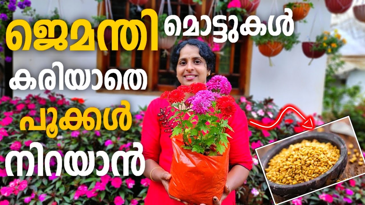 ജെമന്തി ചെടിയിൽ പൂക്കൾ ഇല്ലെങ്കിൽ വിഷമിക്കരുത്|J4u Tips|crysanthemum