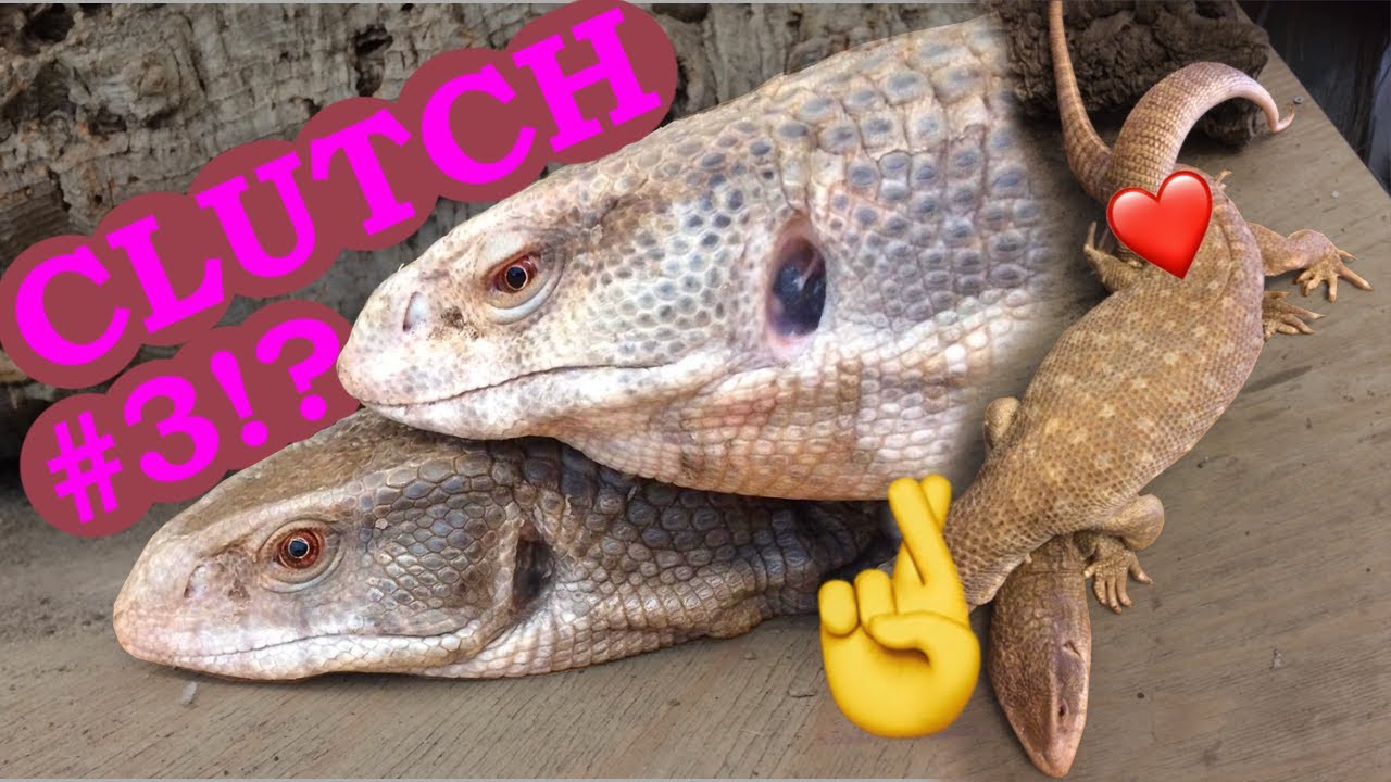 Savannah monitor mating