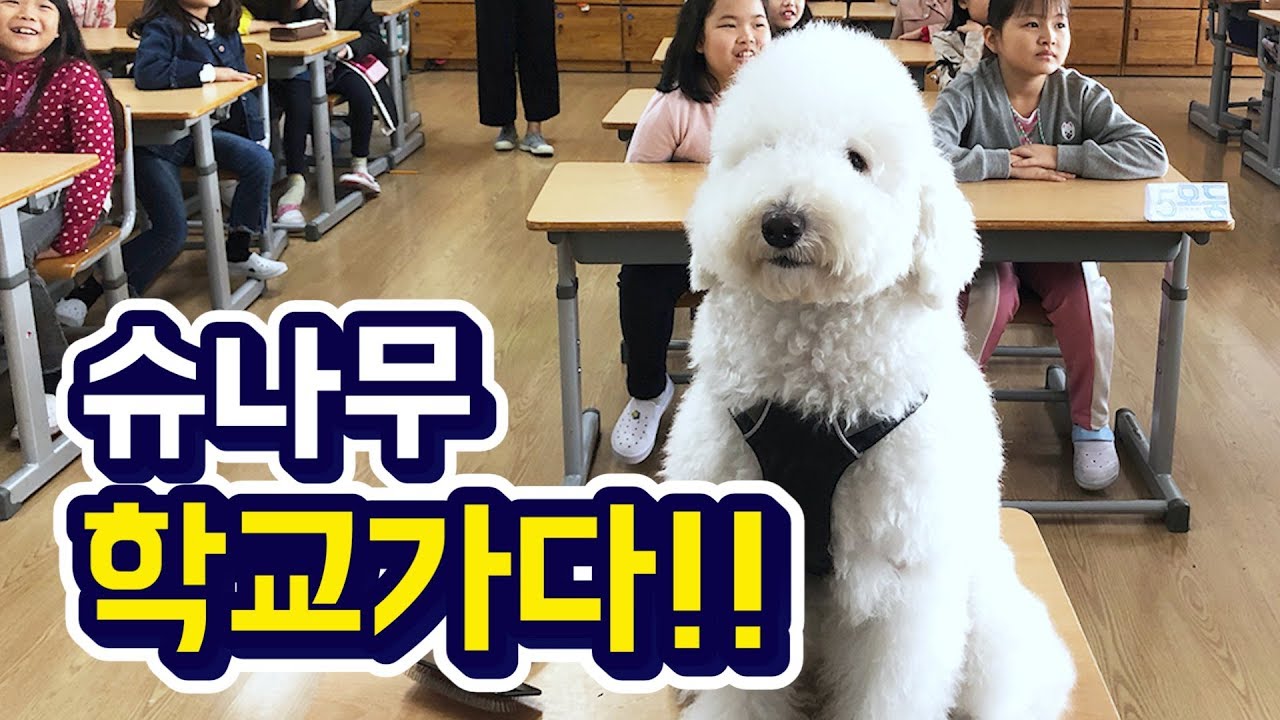 슈나무 학교에 가다!? / Why did SHU AND TREE go to school?