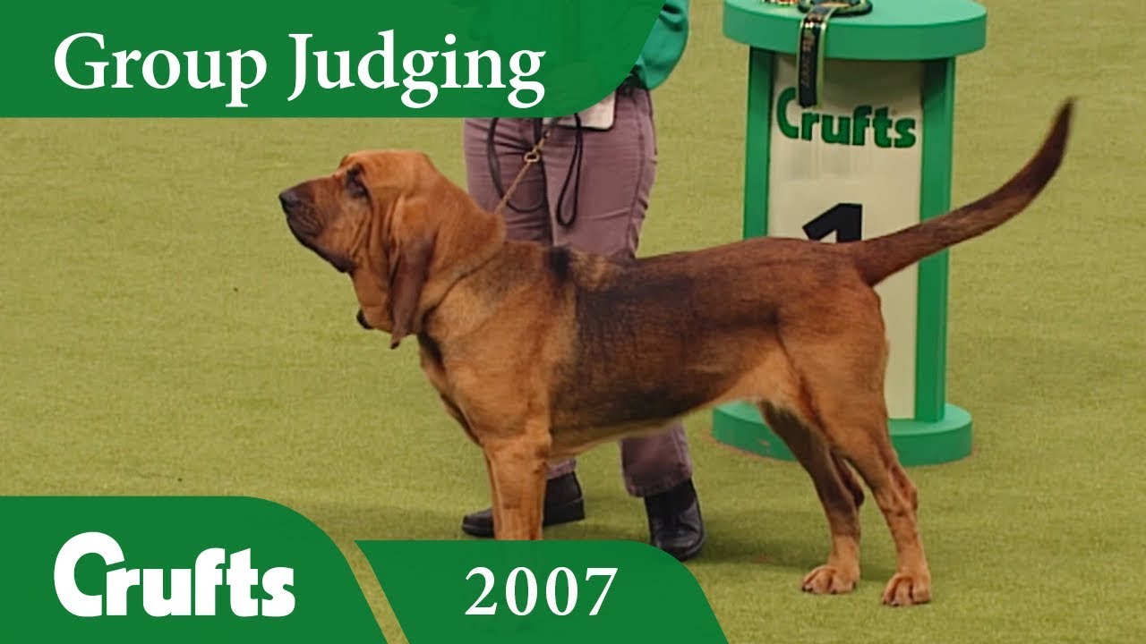 Bloodhound wins Hound Group Judging at Crufts 2007