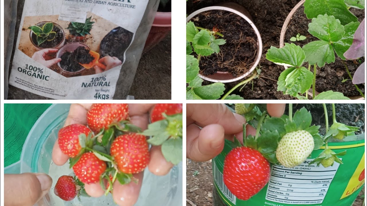 Strawberry 6 Effective potting mix loam soil Cocopeat and Vermicast