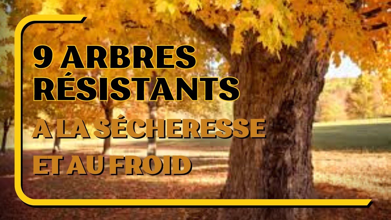 🍁🌴🌳9 arbres r&eacute;sistants &agrave; la s&eacute;cheresse et au froid