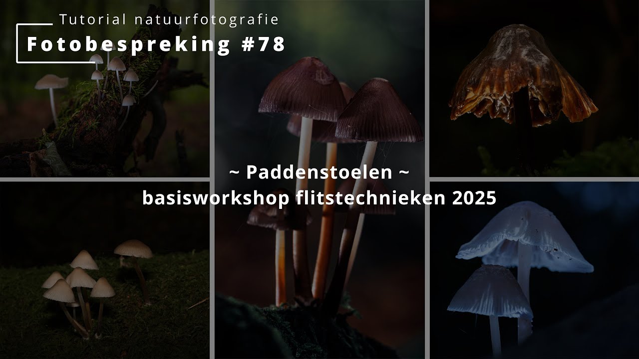 Fotobespreking #78 ~ Paddenstoelen ~ basisworkshop flitstechnieken 2025
