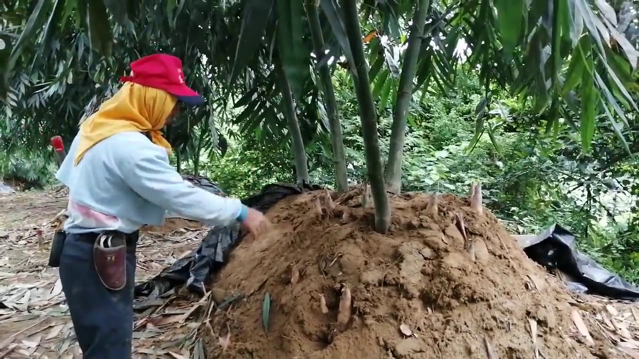 Cara budidaya rebung manis di Taiwan