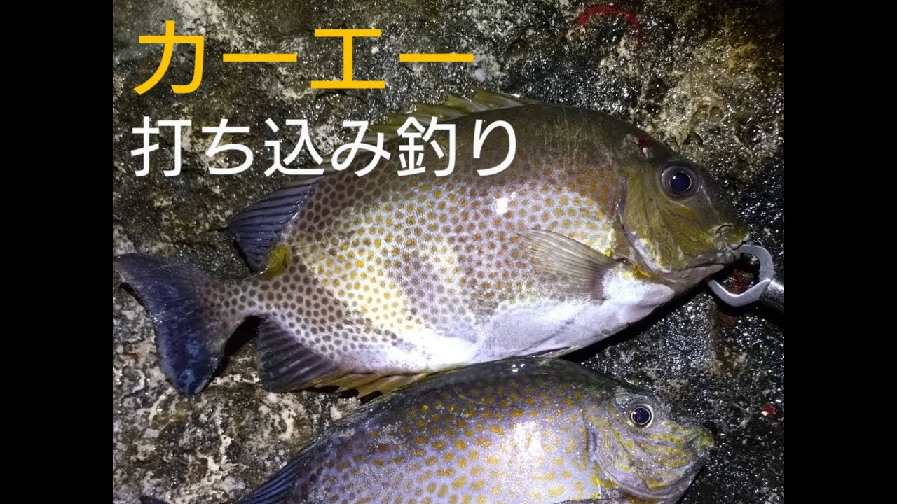 カーエーの打ち込み釣り