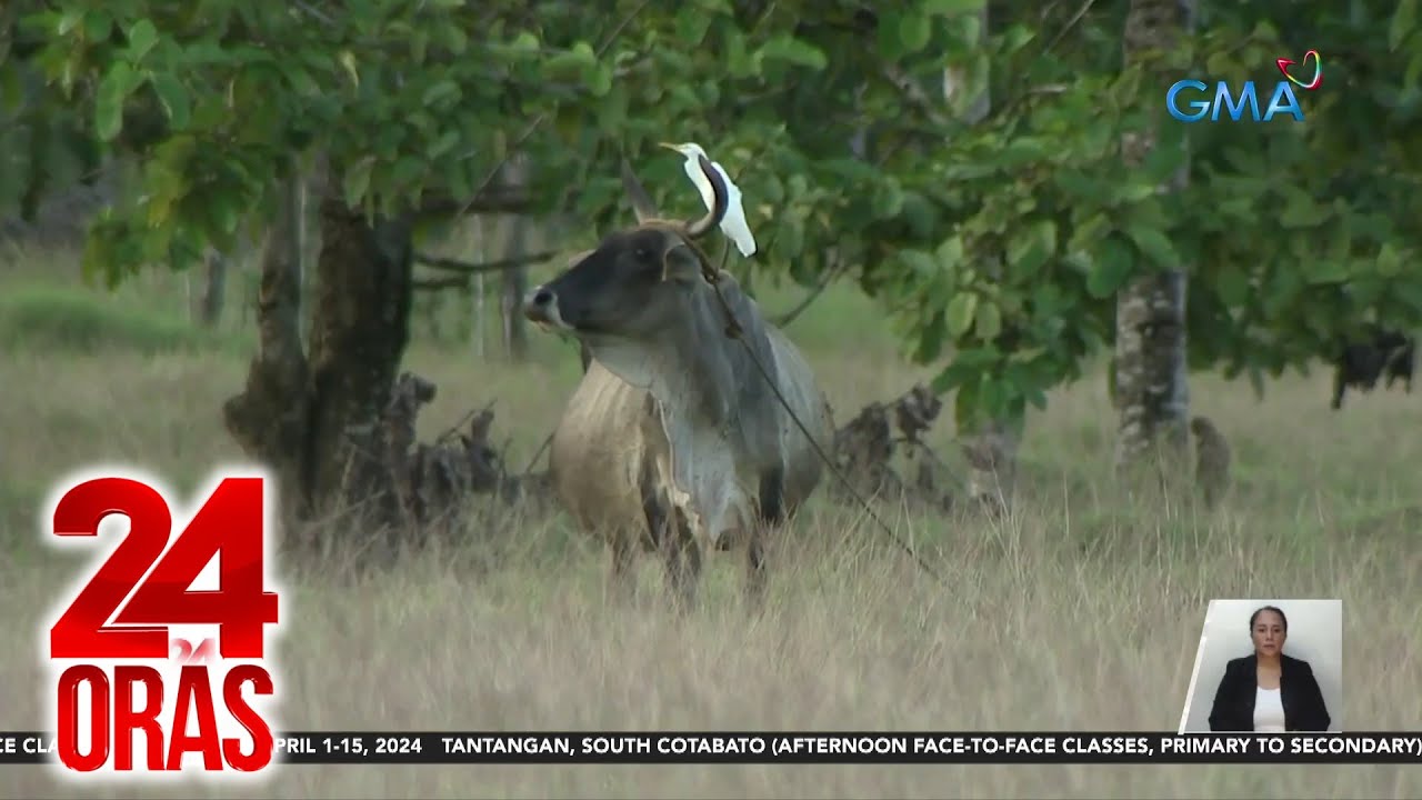 2 bayan sa Marinduque, nasa state of calamity dahil sa mga rabies sa mga hayop | 24 Oras