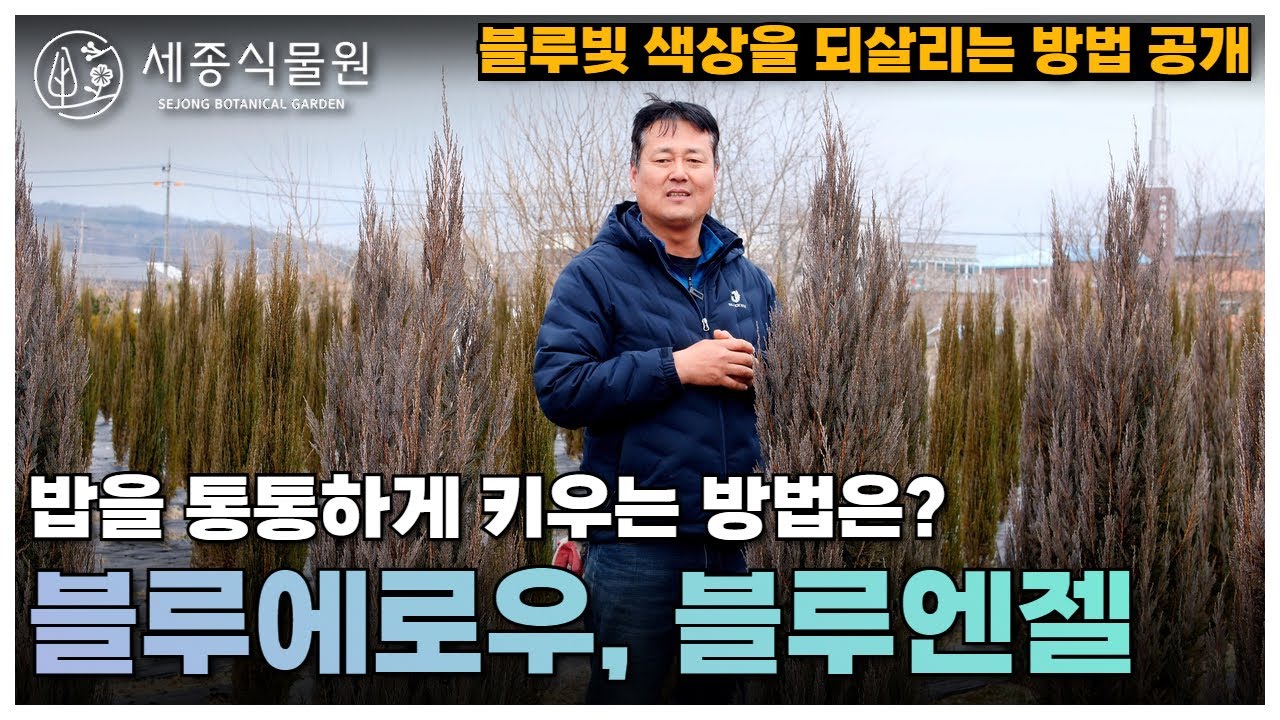 블루엔젤, 블루에로우 밥을 통통하게 키우는 방법은? 블루빛 색상을 되살리는 방법도 알려드려요 /세종식물원