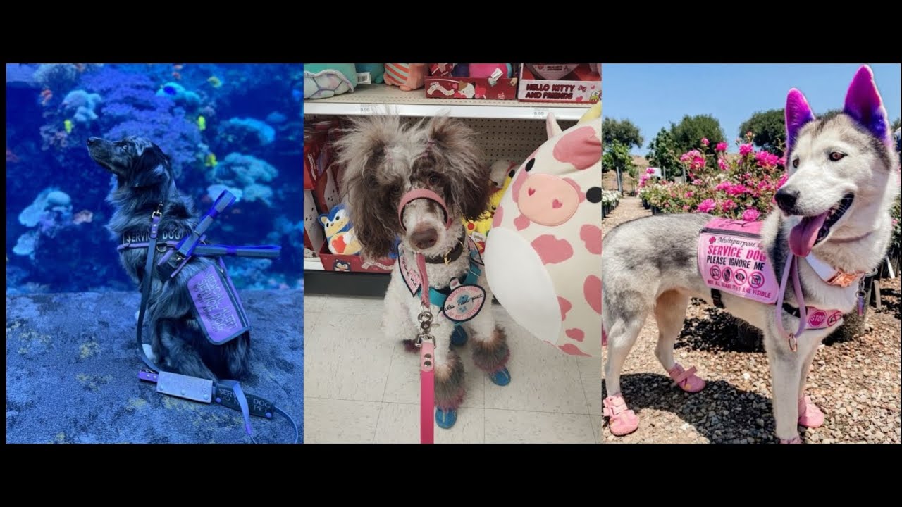 *SERVICE DOG HARASSMENT* TIKTOK COMPLATION | jj_in_pink
