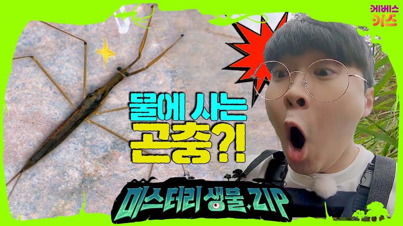 물에 사는 곤충이 있다?! 사마귀를 닮은 곤충ㅣ수서곤충 1회ㅣ미스터리생물집ㅣ꾹tvㅣKBS 221110 방송