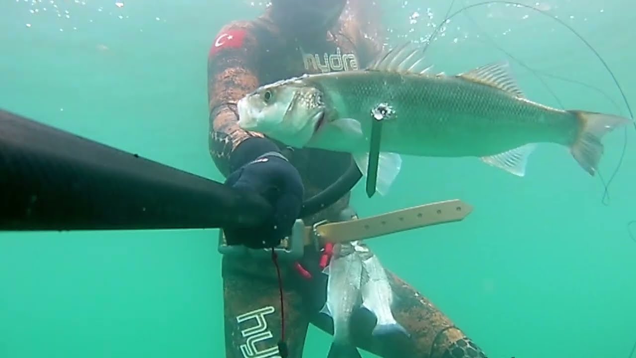 Yeni Başlayanlar için Sığ Suda Zıpkınla Balık Avı / Spearfishing #spearfishing #fishing #nature 