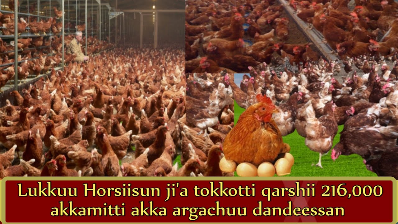 Lukkuu Horsiisun ji'a tokkotti qarshii 216,000 akkamitti akka argachuu dandeessan