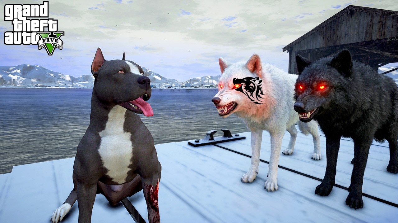 TERMİNATÖR ALFALARIN ALFASI ZİFİRİ'YLE DÖVÜŞÜYOR! - GTA 5 PİTBULL'UN HAYATI