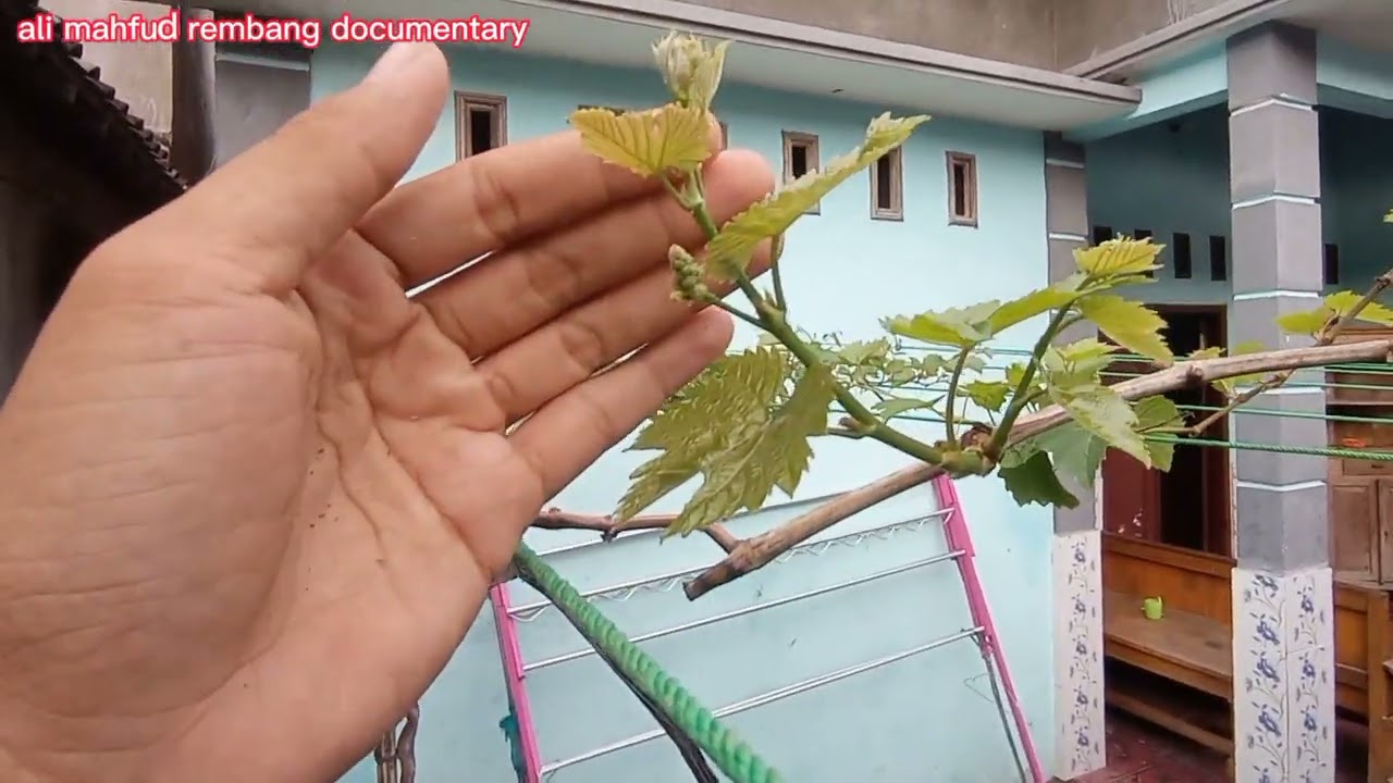 Cara merawat anggur agar cepat berbuah!! Part 2 #setelah_pruning