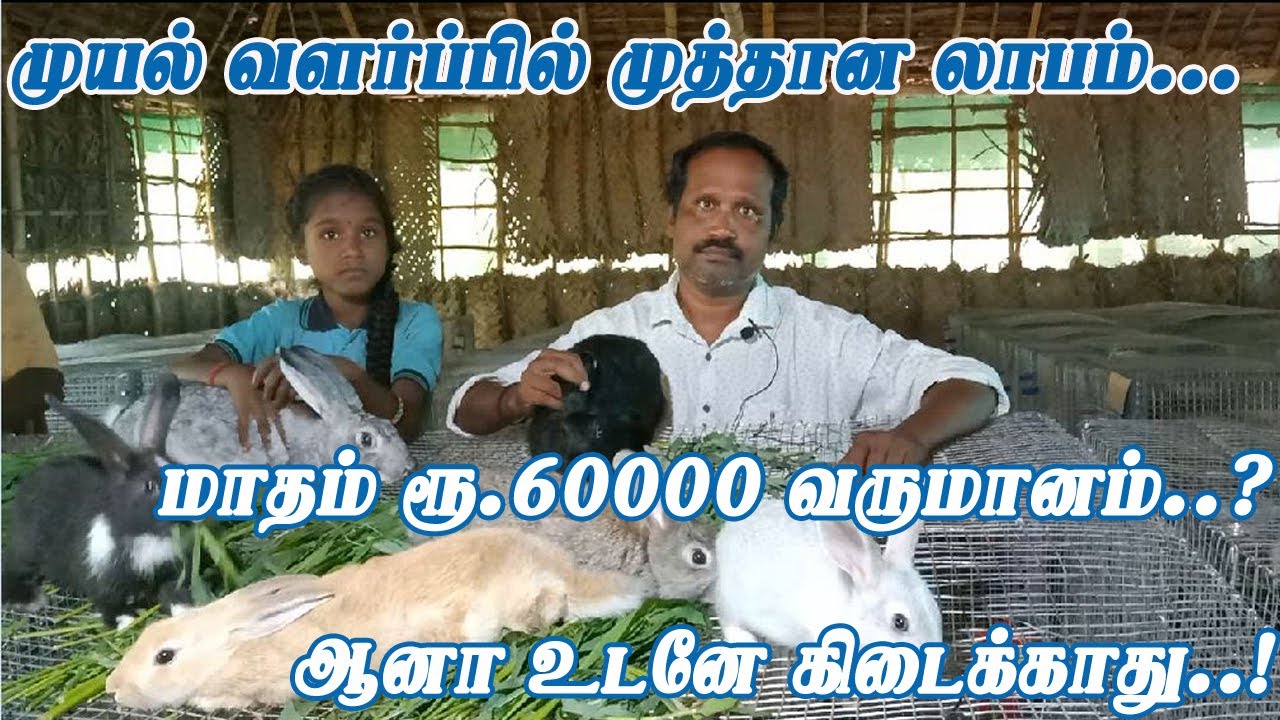 Muyal  valarpu | முயல் வளர்ப்பு | Rabbit Farm in madurai | Village Tamizhan