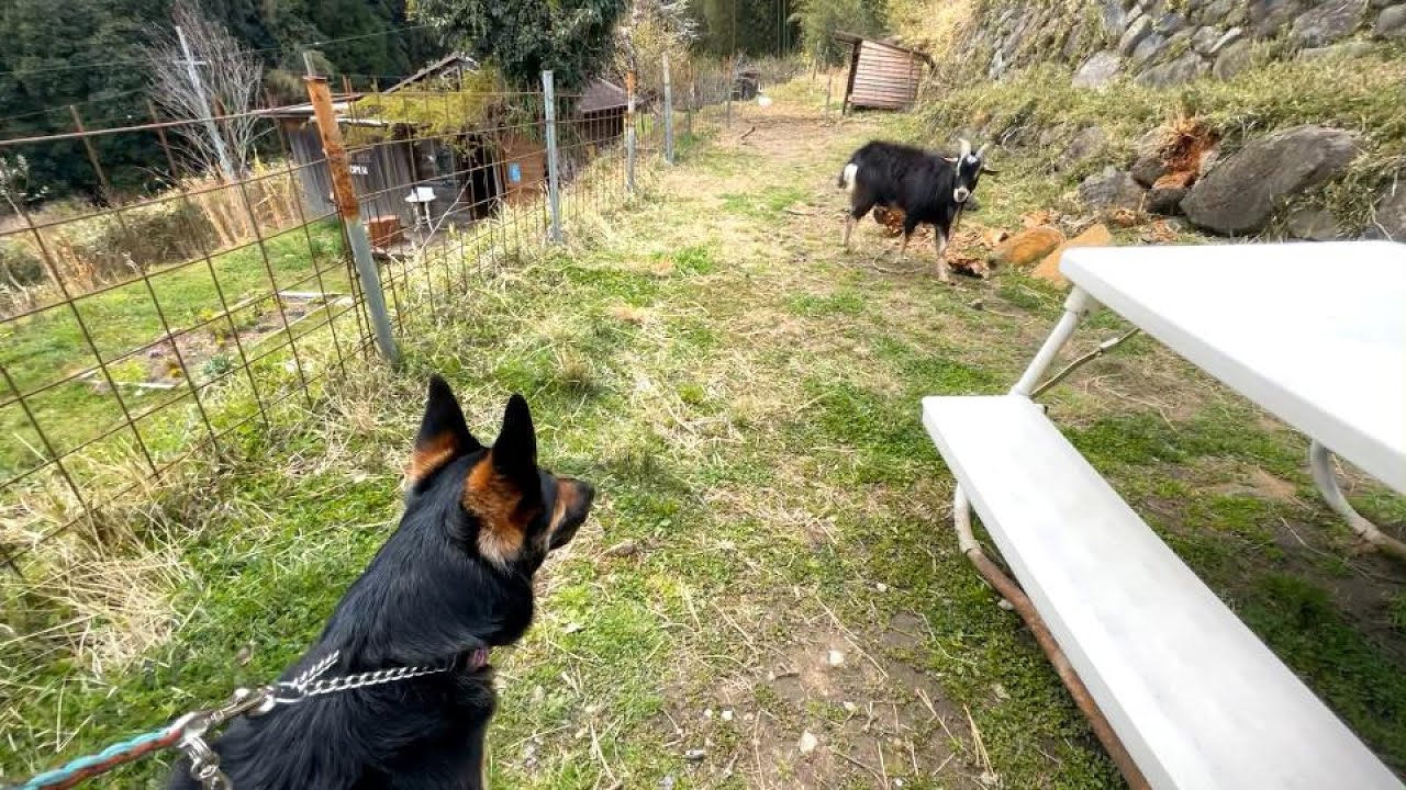 ガーデンレストランに行ったら、愛犬が放牧中のヤギに恋しました