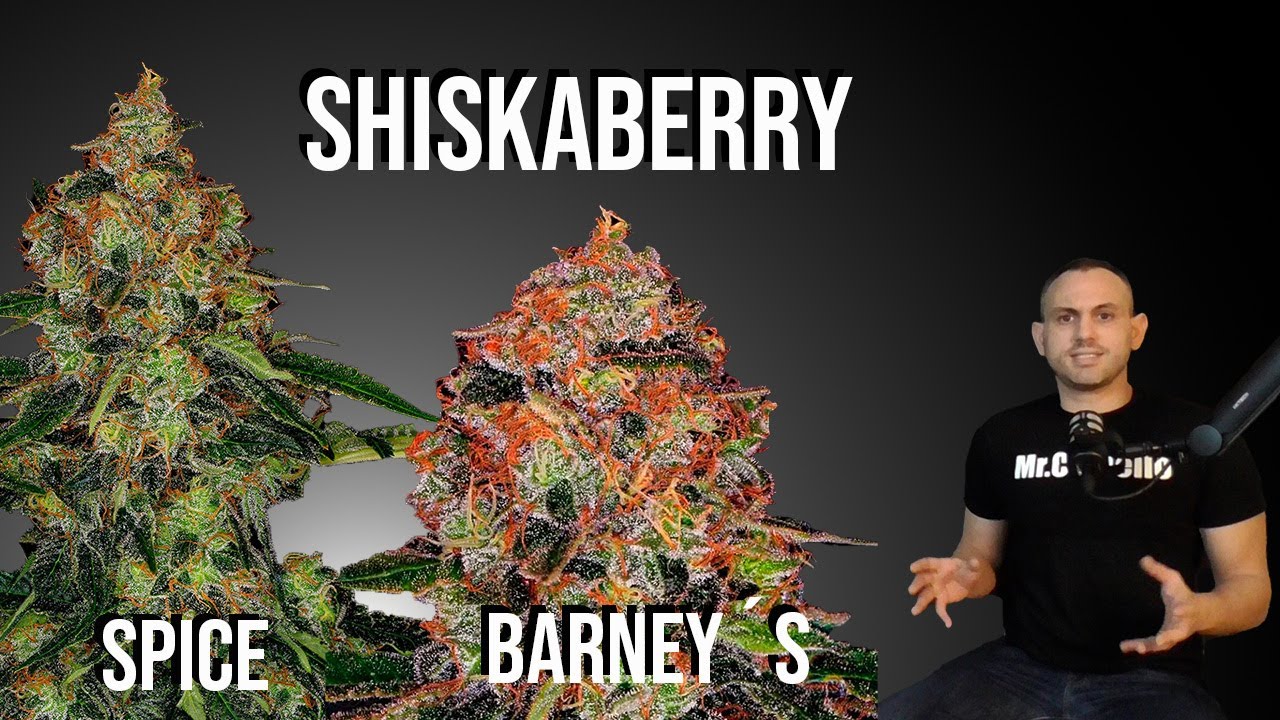 VARIEDAD de MARIHUANA: SHISKABERRY