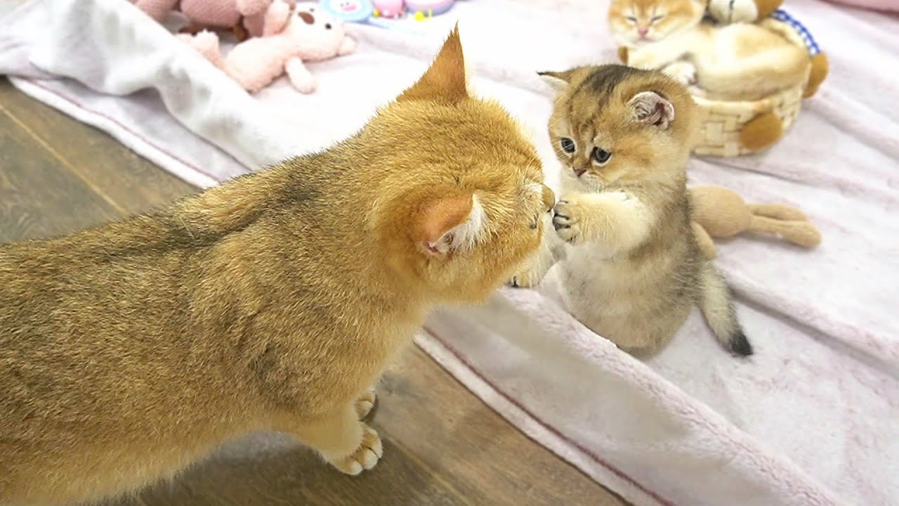 Cute kittens play happily next to their Dad Cat and Mom Cat