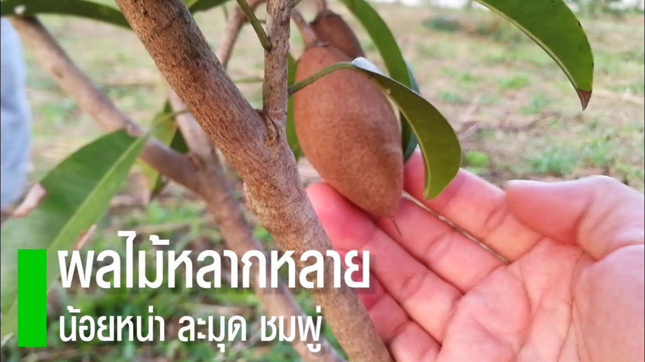 EP.16 น้อยหน่า ละมุด ชมพู่ ตัดแต่งกิ่งเด็ดยอด | สวนตาชวน