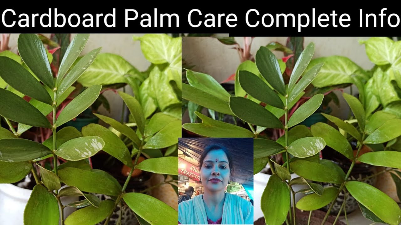 Cardboard Palm/Zamia Furfuracea Palm Complete Care Info@gardeningwithgeetkumar
