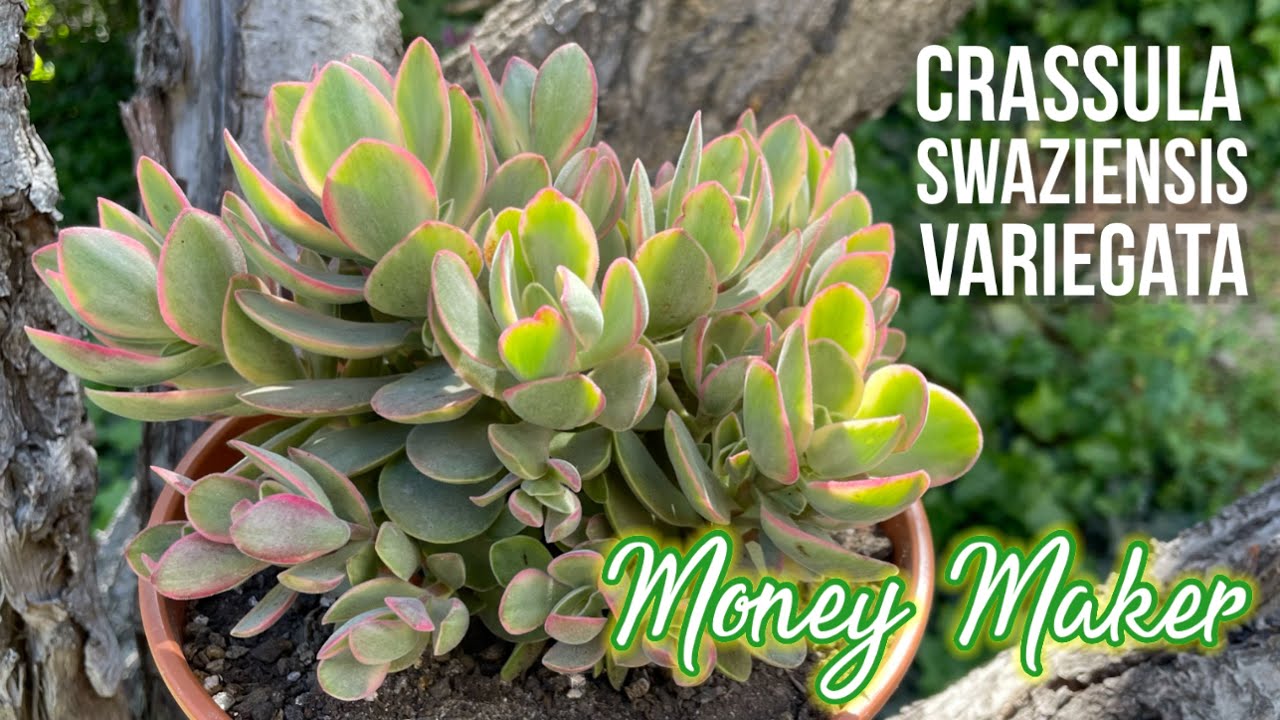 CRASSULA SWAZIENSIS VARIEGATA MONEY MAKER | Cuidados