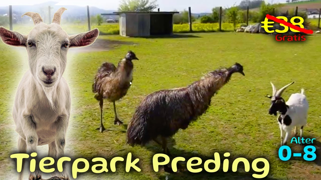 Tierpark Preding: Familienausflug ins Tierparadies | Steiermark Card Challenge mit 4 Kindern