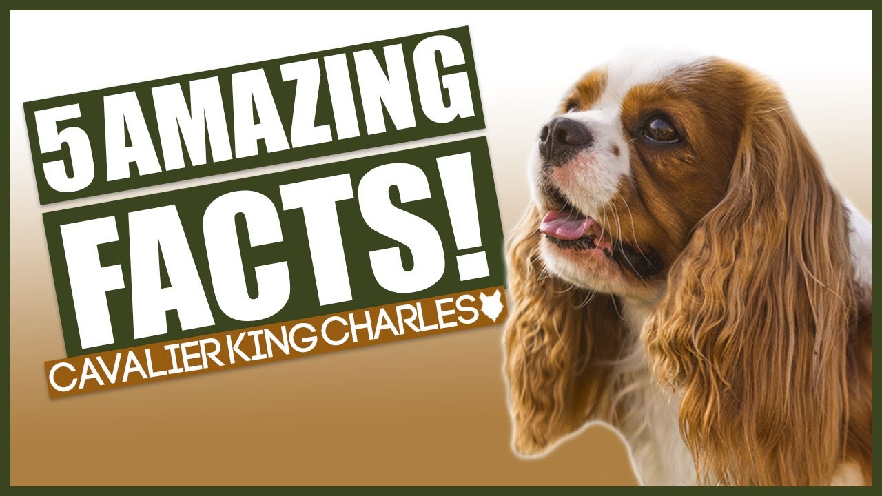5 Amazing Facts About The CAVALIER KING CHARLES SPANIEL