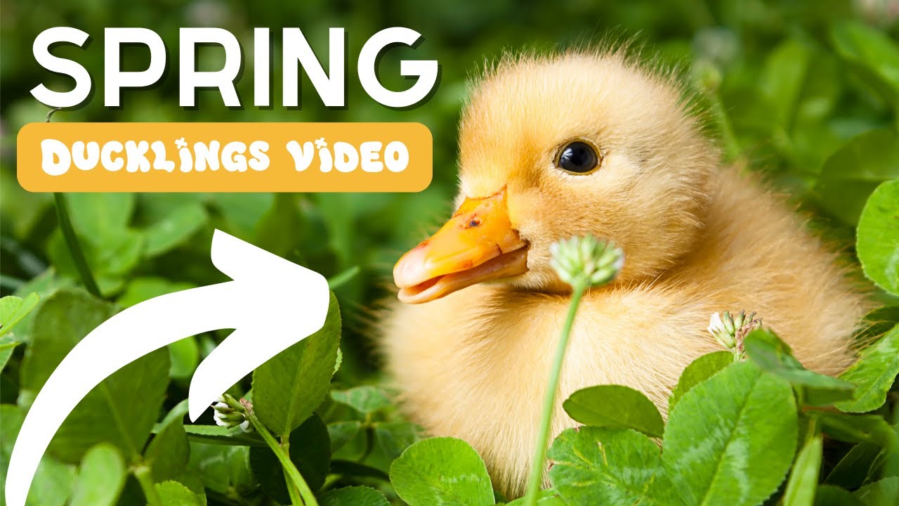 Relaxing Nature Farm Ducklings | Farm Unit  | Spring Animals | Classroom Management