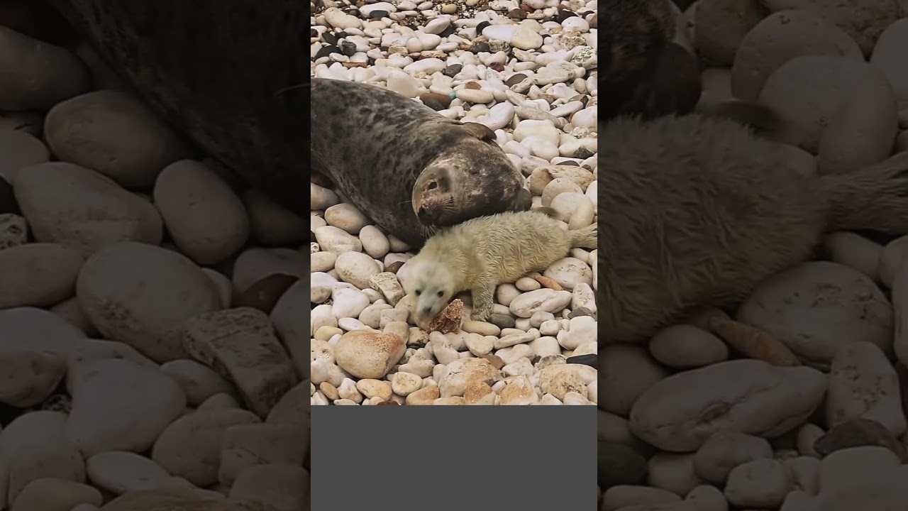 Grey Seal and her pup.