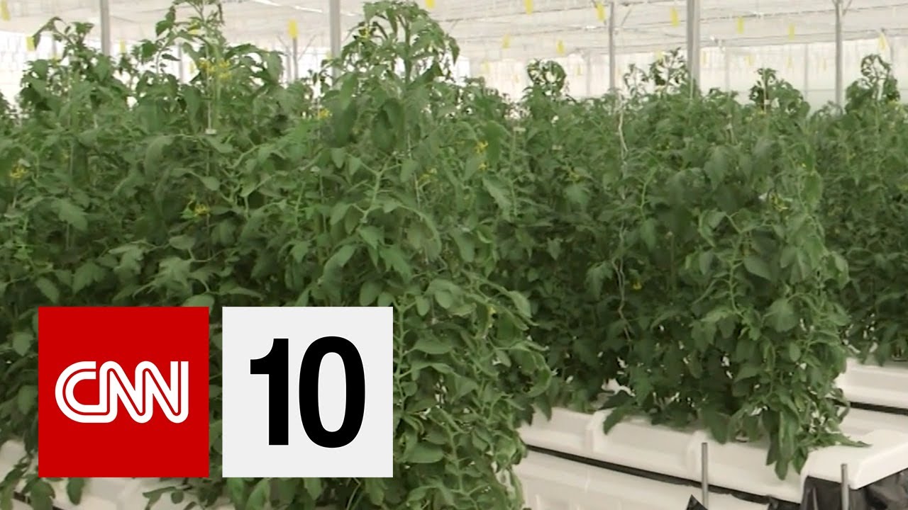 How To Grow Plants In The Desert