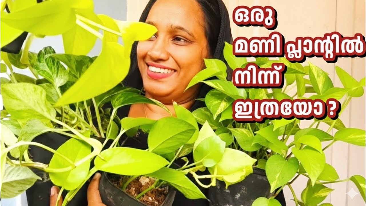 ഒരു മണി പ്ലാന്റിൽ നിന്ന് ഇത്രയധികം ചെടികളോ| Money Plant Care | Dreams with me|