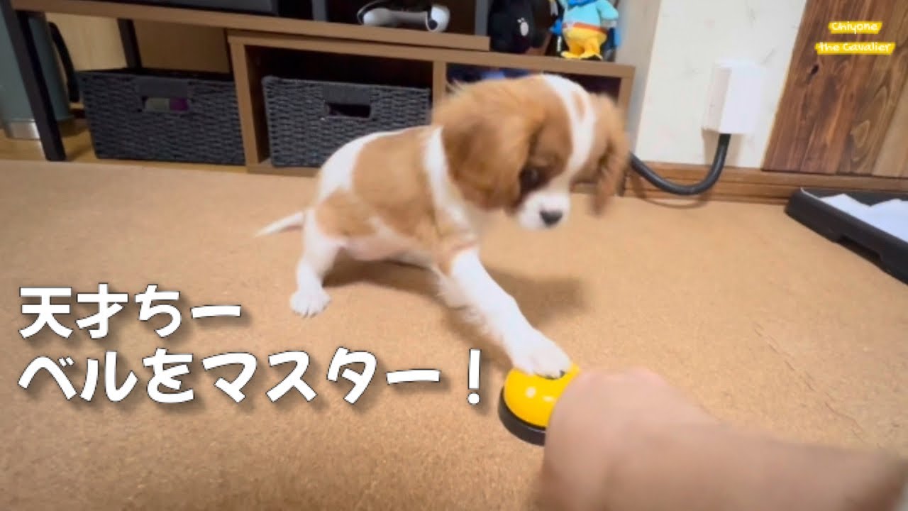 食べものが絡んだときだけ天才的な知性を発揮するちよねさん / 回顧録 #17【北海道暮らし キャバリア 子犬】