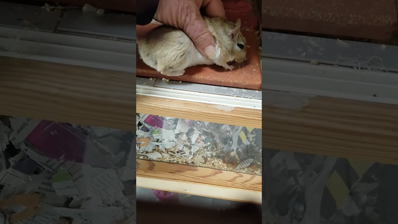 Shaw Koma streicheln 3 - good morning Bilal...Happy rennmaus stroking jird gerbil