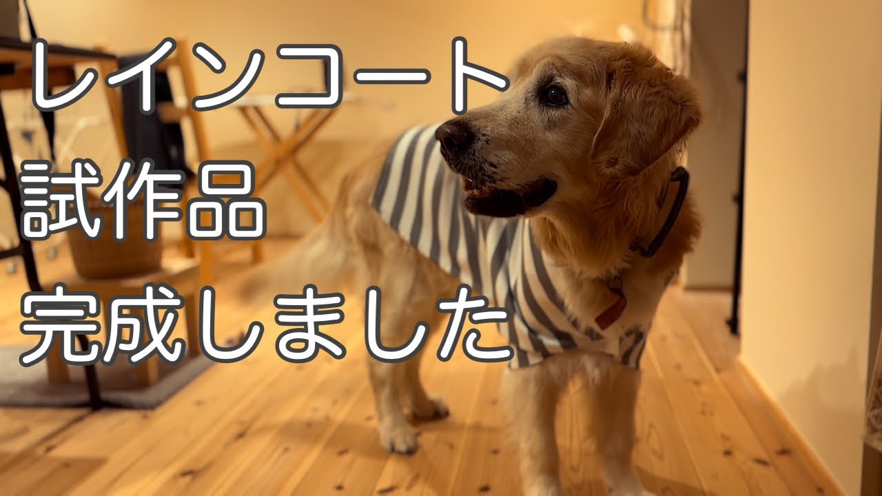 雨の日に備え、初めてのレインコート作りに挑戦！#大型犬#レインコート#ゴールデンレトリバー#老犬#シニア犬#盲導犬#リタイア犬#雨の日