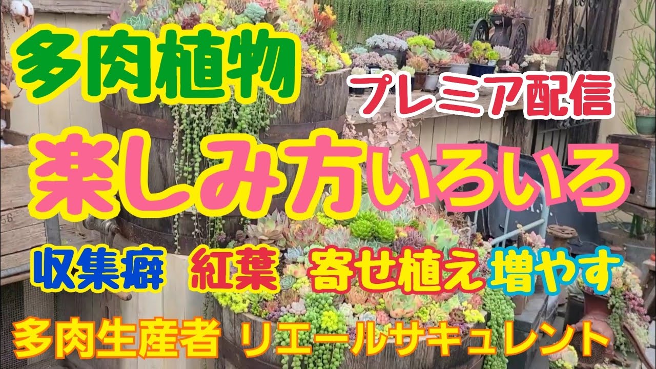 【多肉植物】【ガーデニング】多肉植物の楽しみ方🎶2023年6月21日